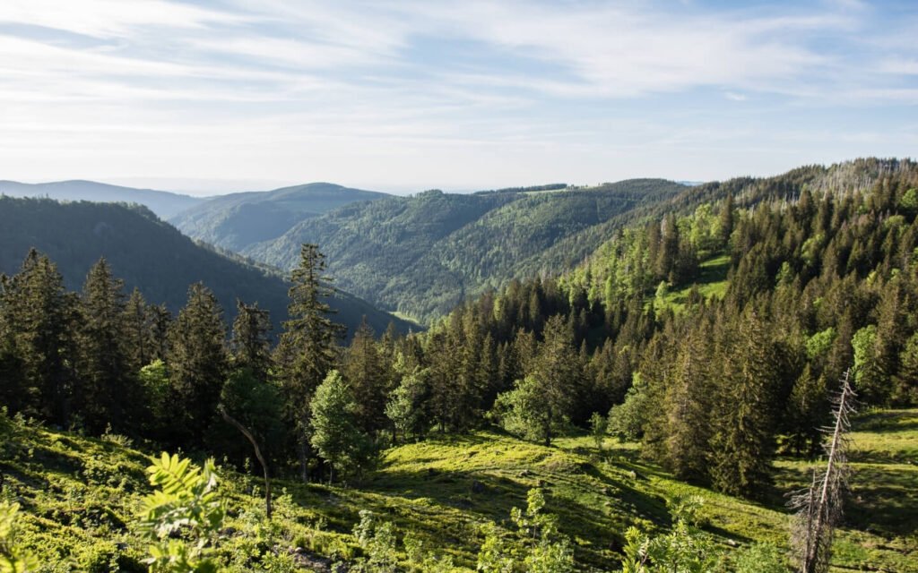 FROM BLACK FOREST TO LONDON’S LIGHTS